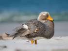 Falkland steamer duck, an endemic duck living on the coasts of the Falkland Islands. Art Print